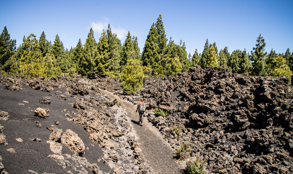 Person walking along volcanic trail surrounded by pine trees in Tenerife.