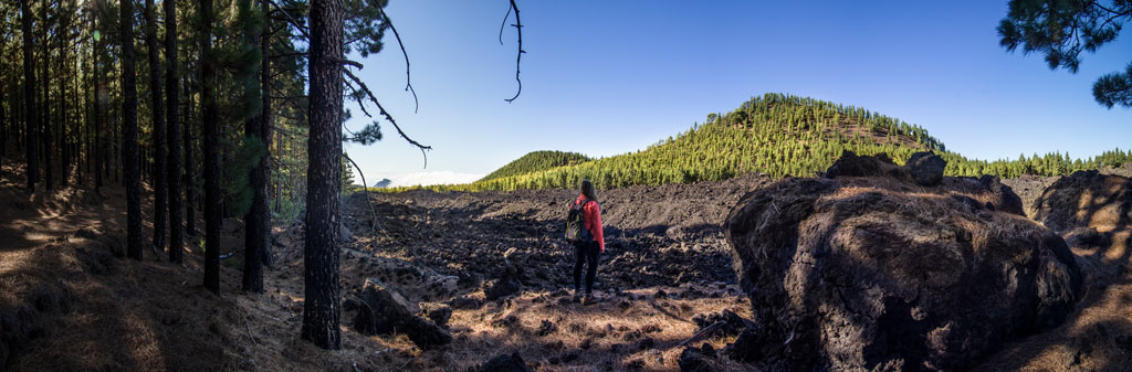 Person standing in volcanic landscape with pine trees in Tenerife.