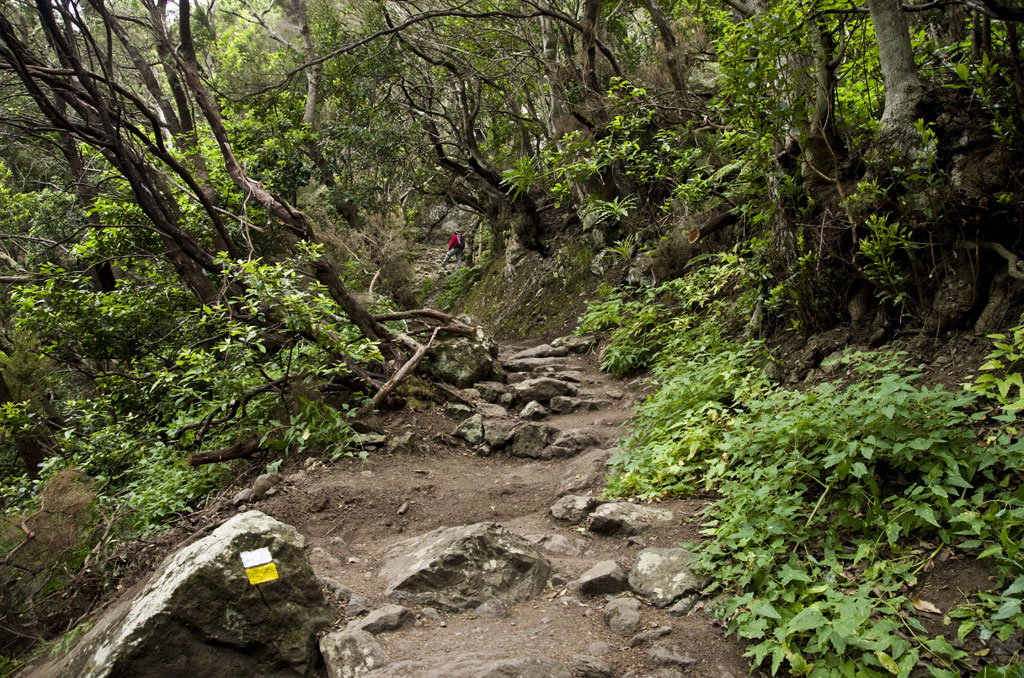 Dirt and rock trail surrounded by vegetation in the forest of Anaga, Tenerife.