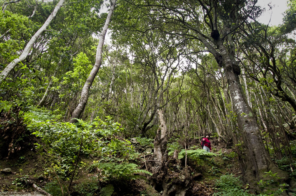 Trail in the forest park of Tenerife in the middle of trees and dense vegetation.