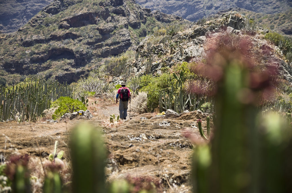 Person walking on a mountainous trail in Tenerife surrounded by cacti.