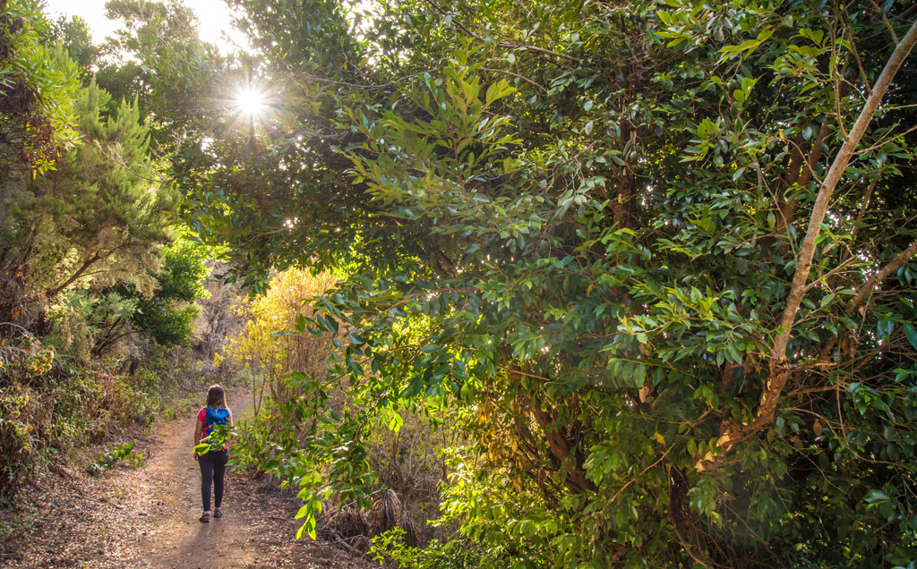 Wooded trail in Tenerife with one person walking and the sun shining through the trees.