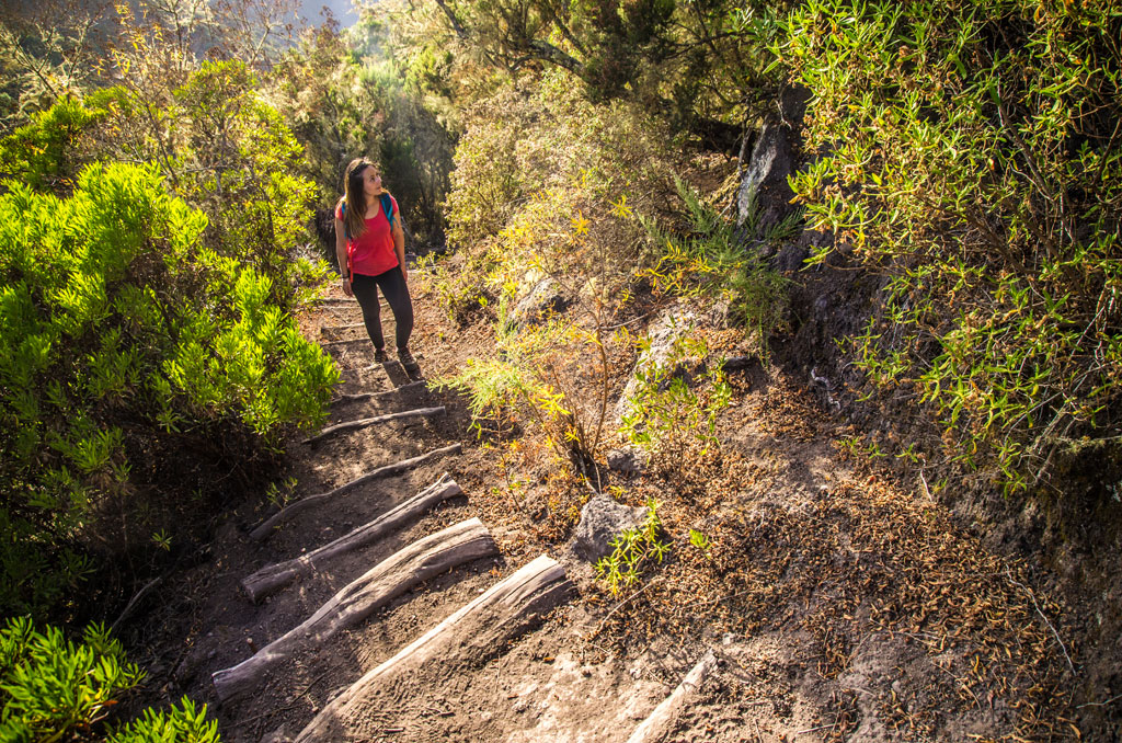 Person walking on wooded path in Tenerife.