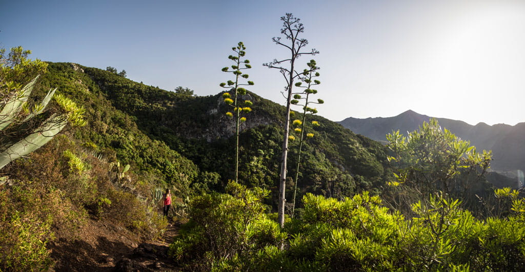 Trail in the mountains of Anaga, Tenerife, with a person walking through vegetation.