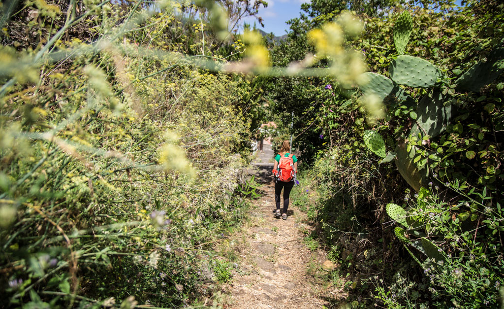 Trail surrounded by greenery in Tenerife with person walking.