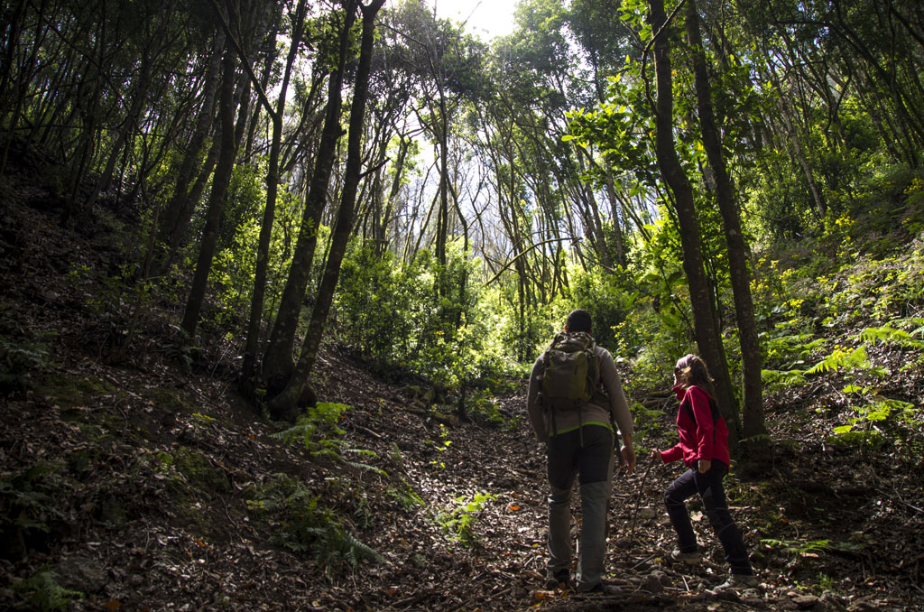 Hikers in a forest in Tenerife, walking along a path surrounded by trees.