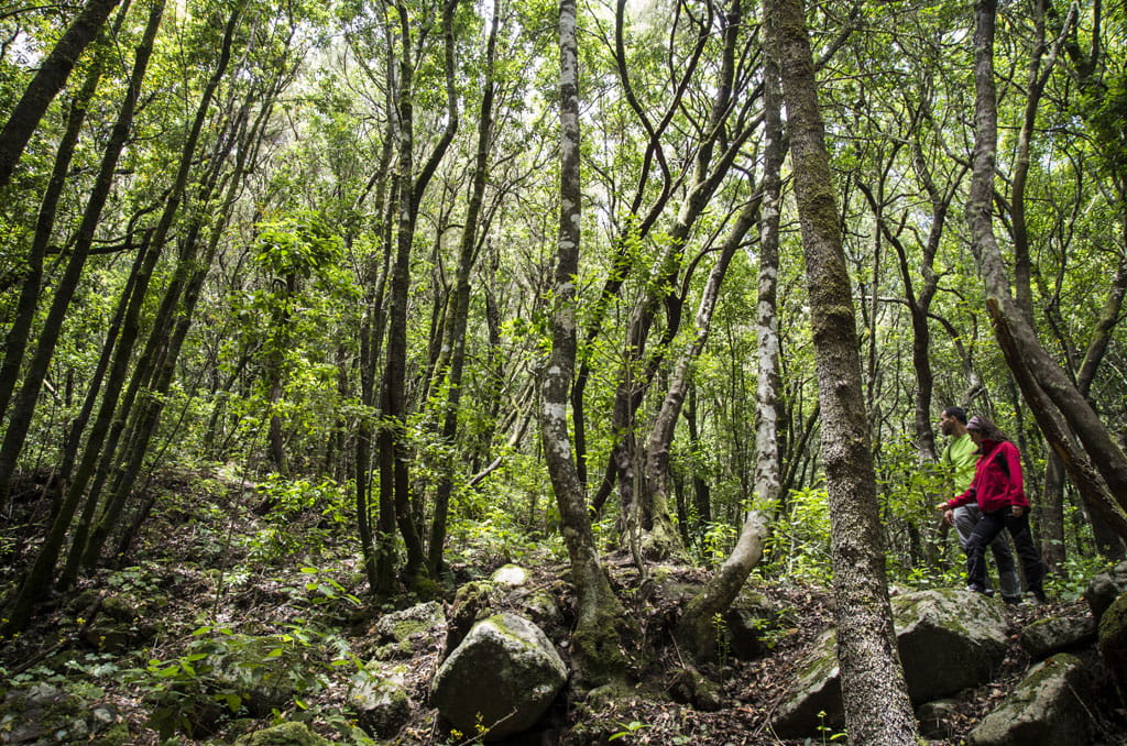 People walking among trees in laurel forest in Anaga, Tenerife.