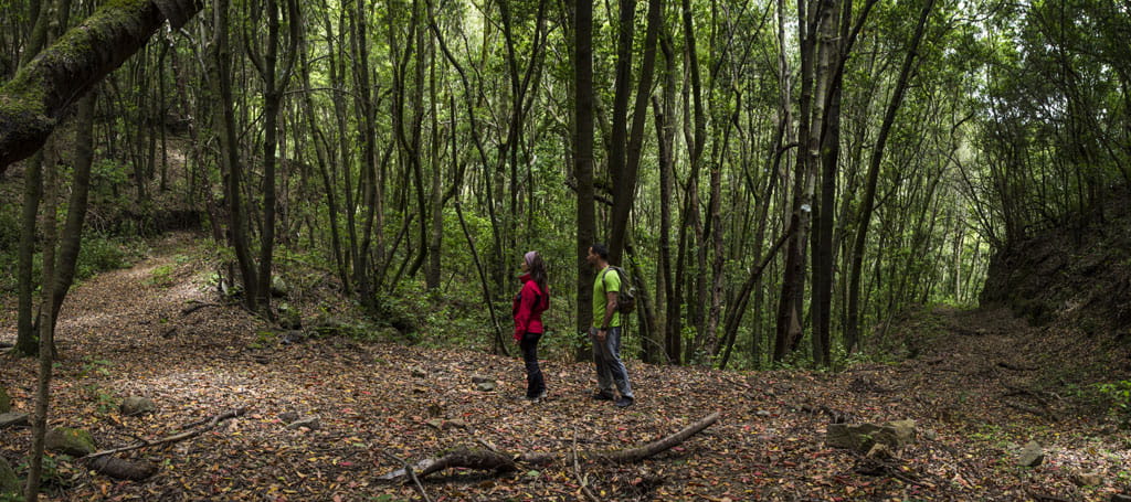 Trail in the Anaga forest, Tenerife, with two people walking.