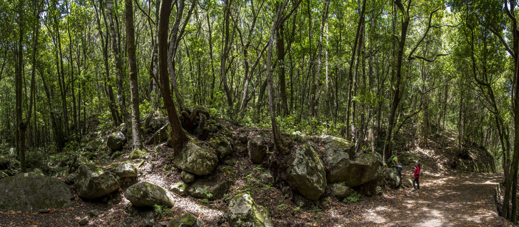 Trail with large rocks and trees in the Anaga Rural Park, Tenerife.