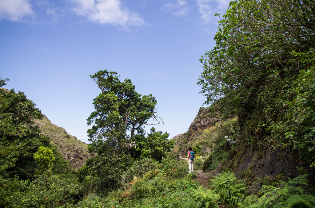 Person walking along a path surrounded by greenery in Anaga Rural Park, Tenerife.
