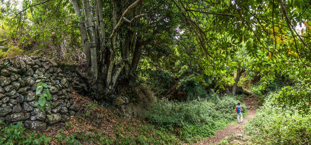 Trail surrounded by greenery and stone in a forest in Tenerife.