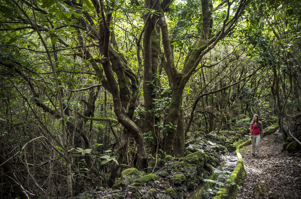 Wooded trail in Anaga, Tenerife, with one person walking among large trees.