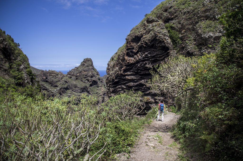 Rocky path surrounded by plants in Anaga Rural Park, Tenerife.