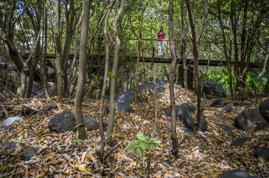 Person on a small bridge in a forest in the Barranco del Infierno, Tenerife.