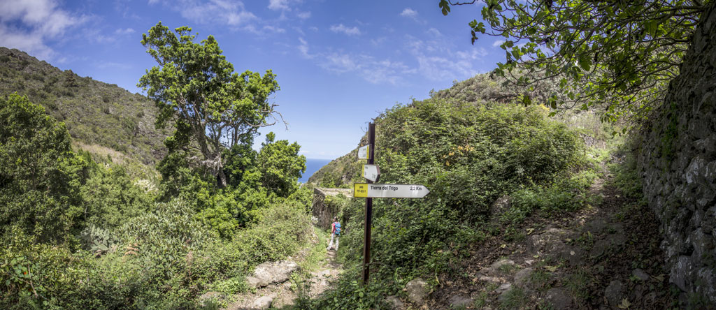 Path surrounded by vegetation in Tierra del Trigo, Tenerife, sign to town.