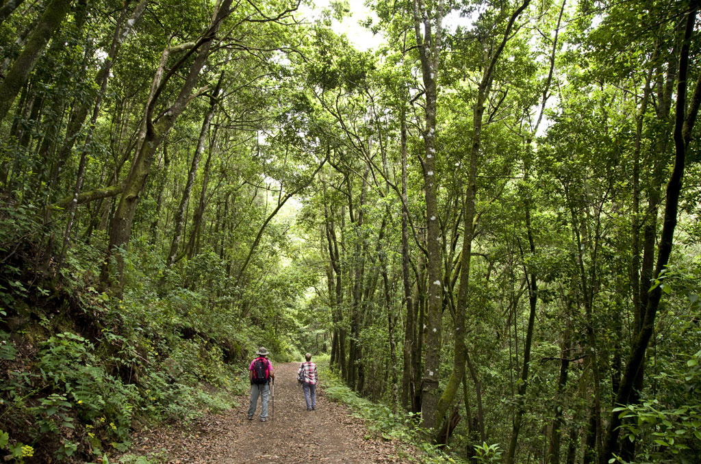 People walking along a wooded path in Garajonay, Tenerife.