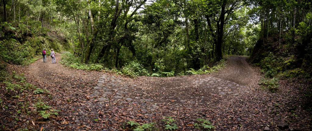 Trail in the forest of Anaga, Tenerife, with two people walking among leafy trees.