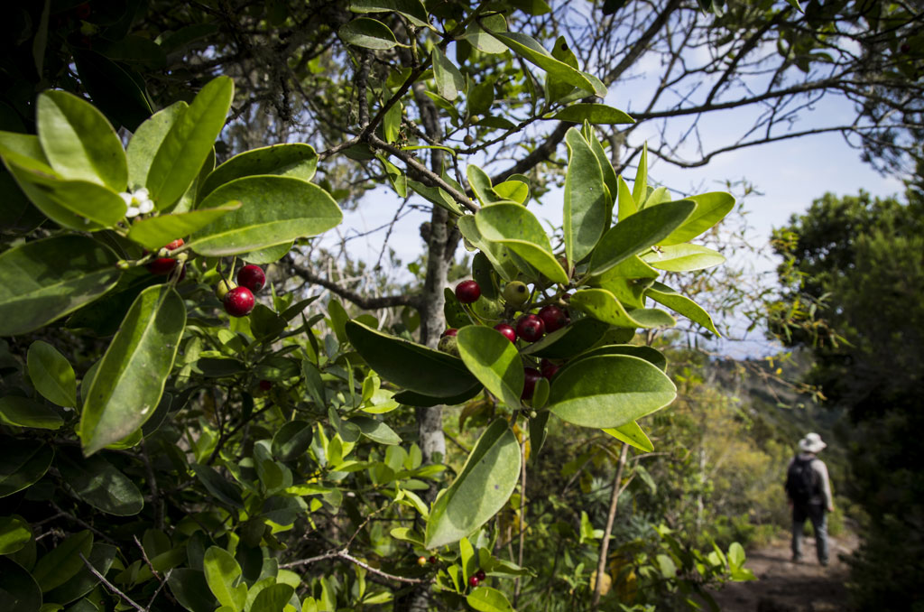 Branch with green leaves and red fruits on a path in the Anaga Rural Park, Tenerife.