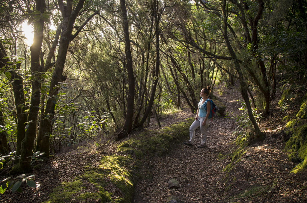 Person walking on a wooded path in Anaga, Tenerife.