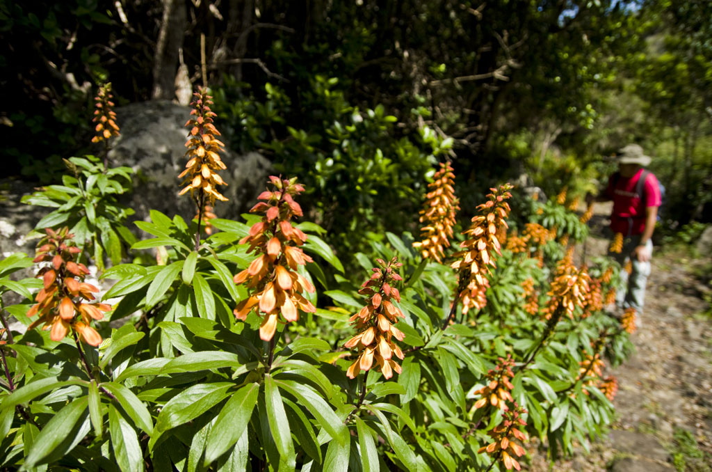 Exotic flowers on the path of Anaga, Tenerife, with person in the background.
