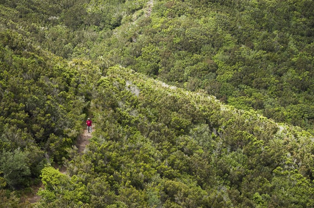 Person walking along a trail in the forest of Anaga, Tenerife.