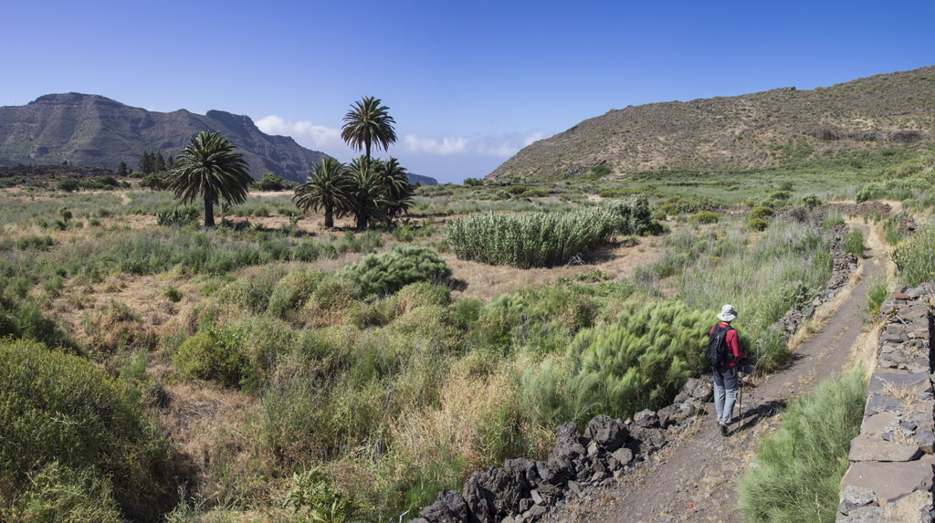 Path between palm trees in a mountainous valley of Tenerife.