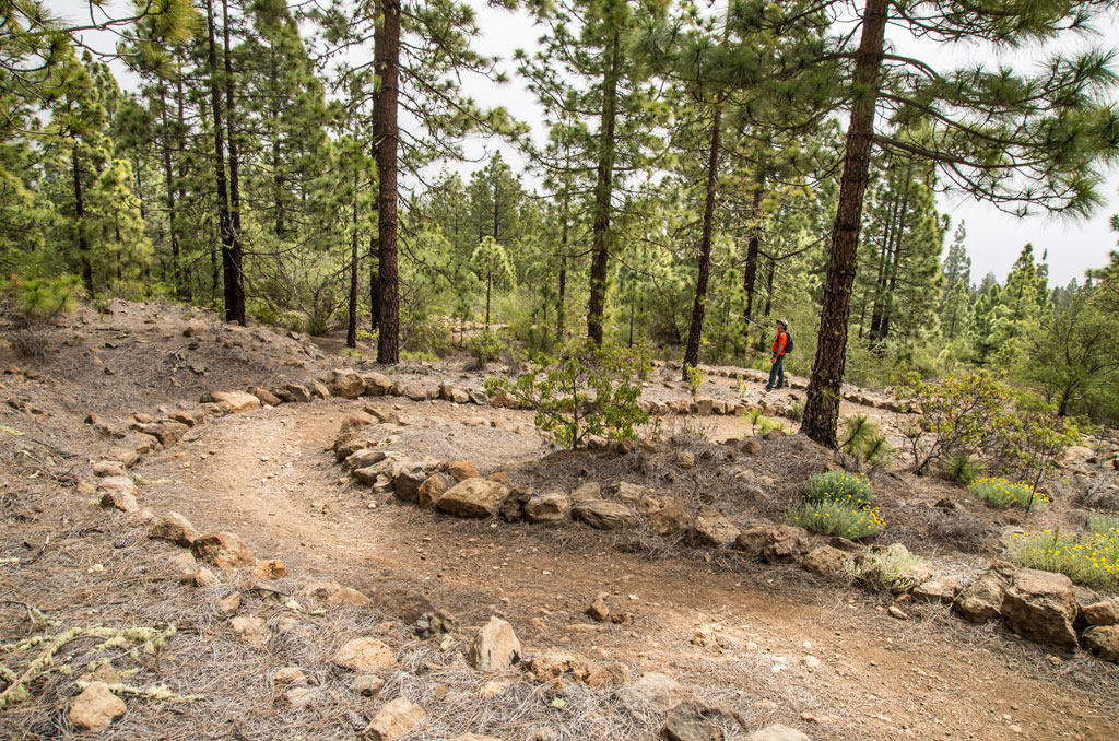 Forest trail with walker in Teide National Park, Tenerife.