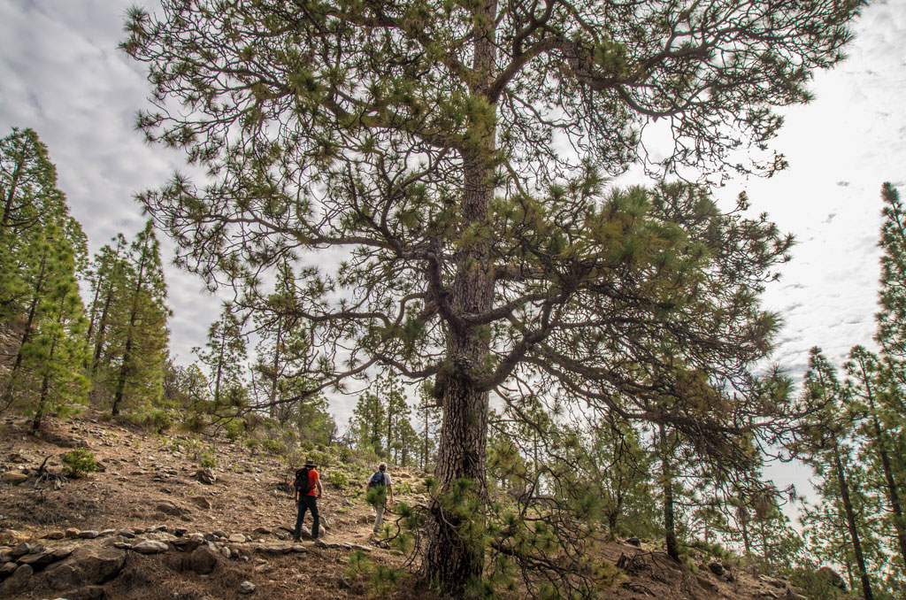 Trail in a pine forest in Tenerife with people walking.