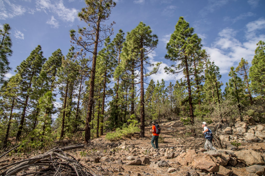 Two people walking among pine trees on a trail in Tenerife.