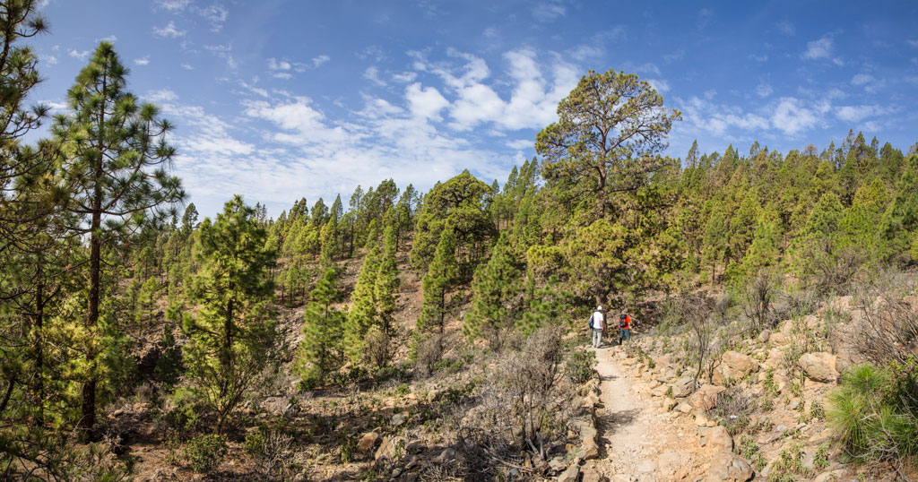 Two people walking along a trail in the pine forest in La Orotava, Tenerife.