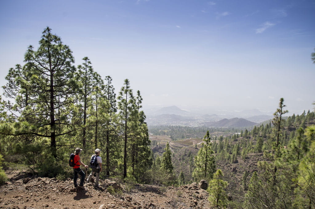 Hikers in a pine forest overlooking the mountainous landscape of Tenerife.