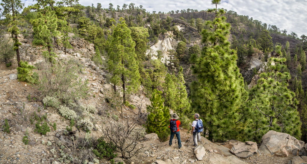 Mountainous trail with pine trees and hikers in a forest in Tenerife.