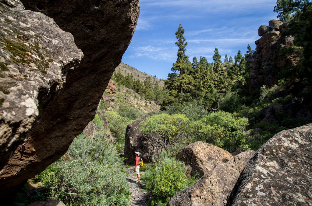 Path between rocks and pines in the natural landscape of Tenerife.