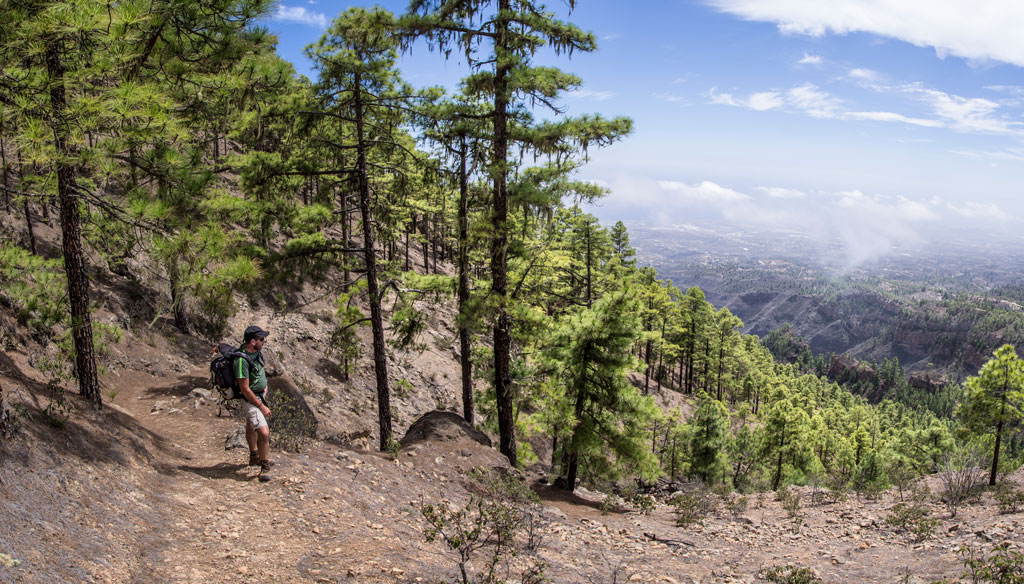Forest trail with walker in Teide National Park, Tenerife.