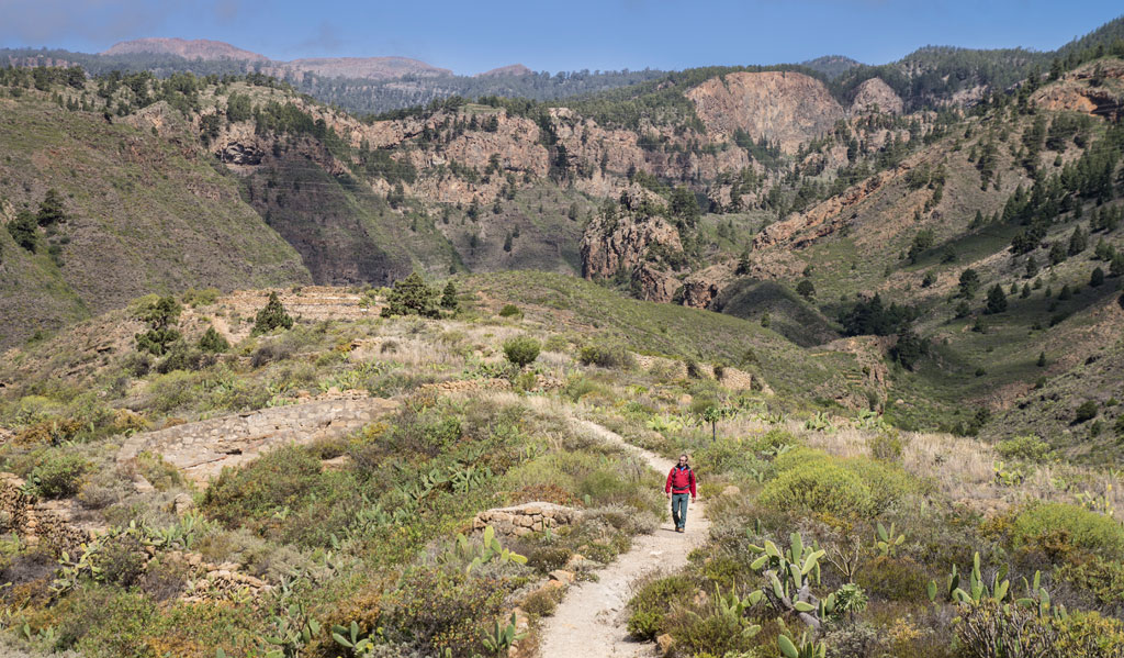 Trail in a mountainous landscape of Tenerife, surrounded by greenery and a solo walker.