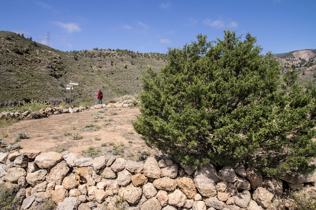 Person walking on rural path near bush and stone wall in Tenerife.