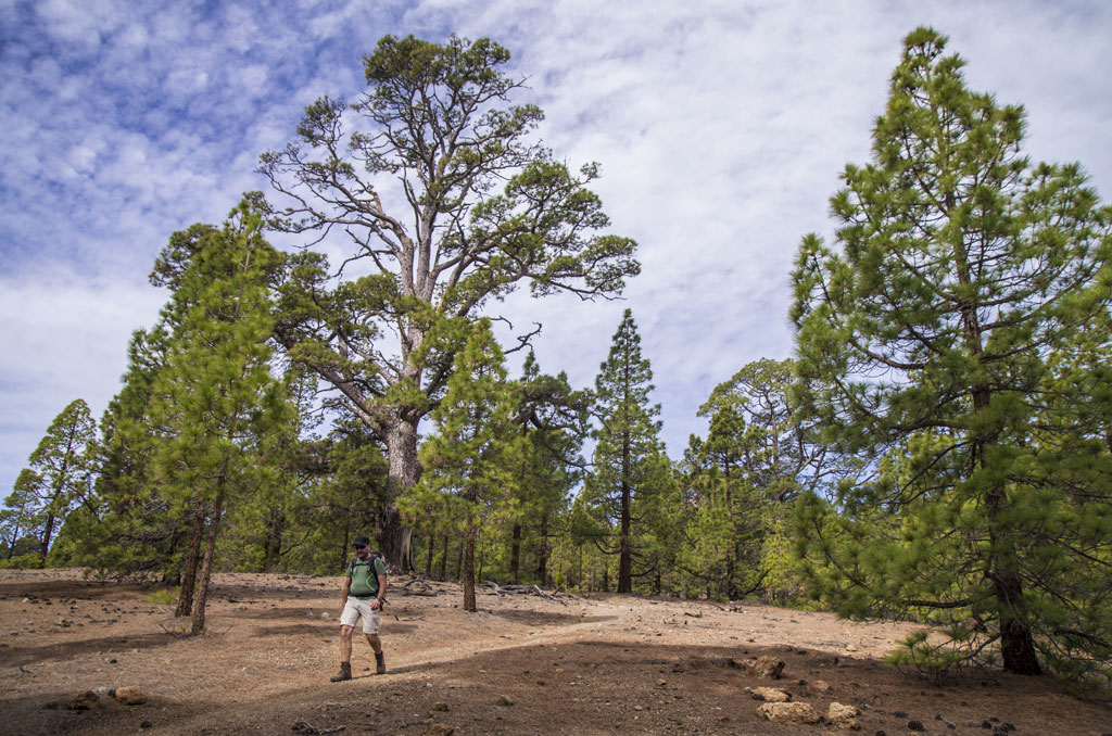 Person walking among pine trees in the natural landscape of Tenerife.