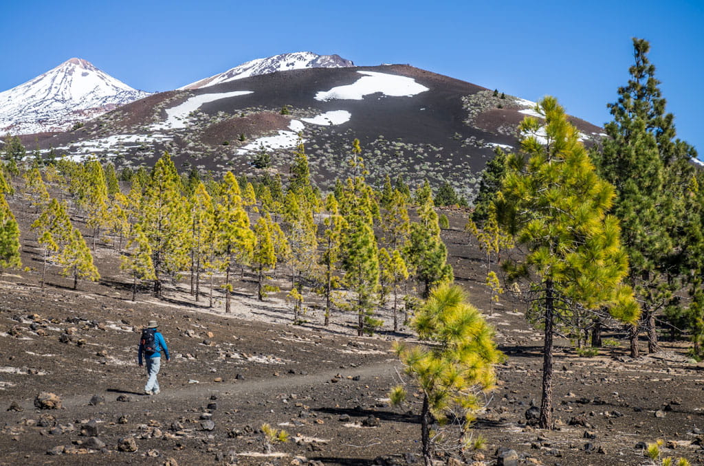 Trail with pine trees and snow-capped mountains in Teide National Park, Tenerife.