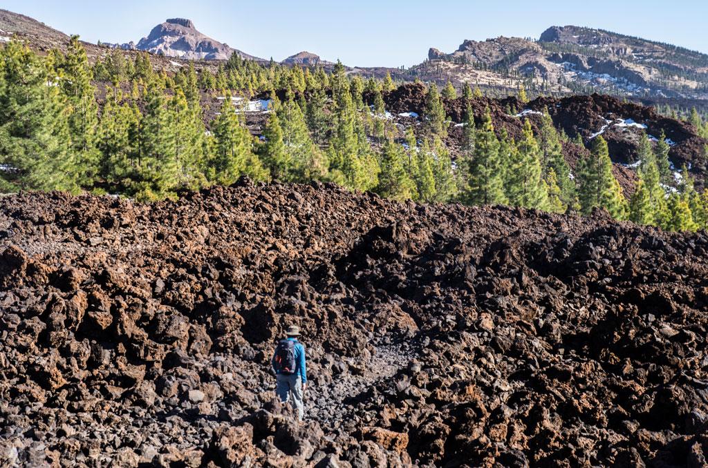 Trail in volcanic terrain surrounded by pine trees in the Teide National Park, Tenerife.