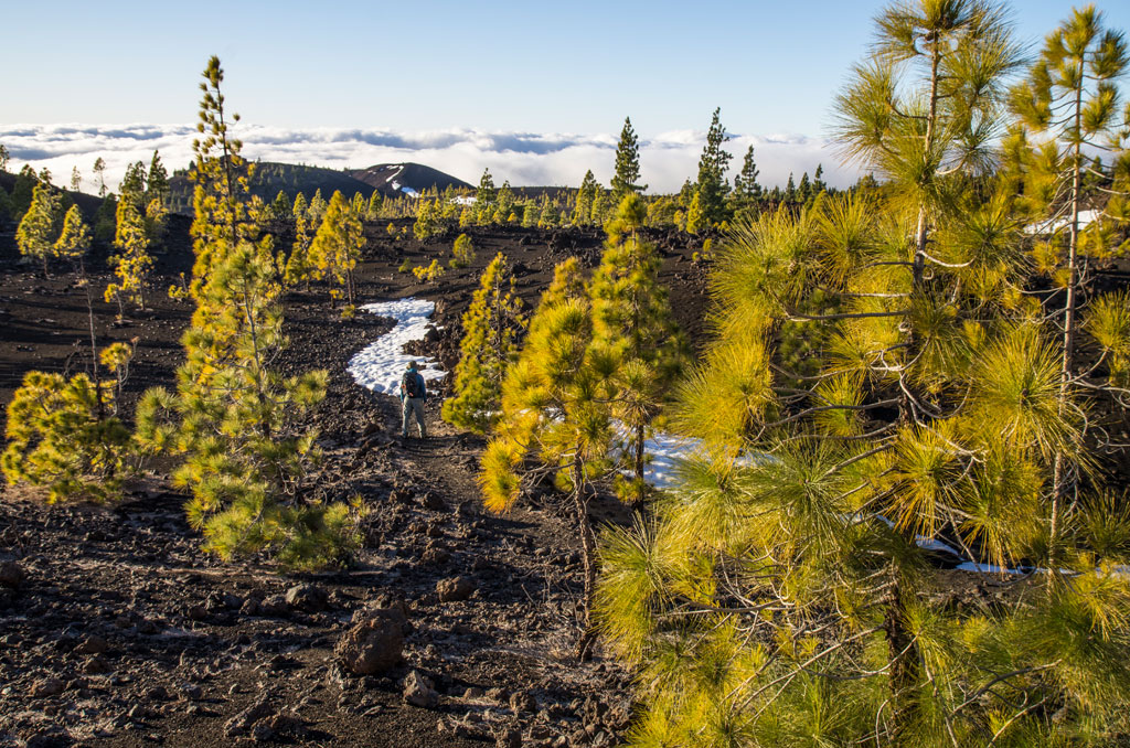 Pine trail in the volcanic landscape of Teide National Park, Tenerife.