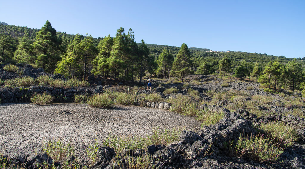 Volcanic landscape with pine trees and vegetation in Tenerife.
