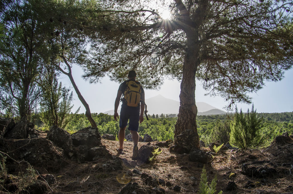 Hiker with a backpack contemplating a forest in Tenerife.