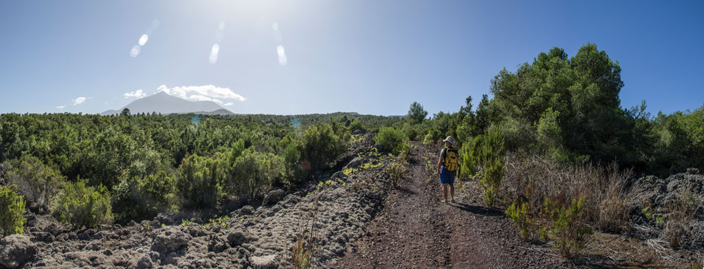Trail surrounded by greenery with one person walking and Mount Teide in the background in Tenerife.