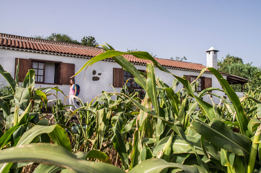 Rural house surrounded by cornfields in Tenerife. Person walking nearby.