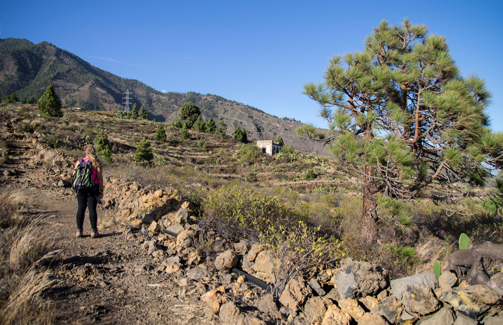 Person walking along a trail in the mountainous landscape of Tenerife, surrounded by pine trees.