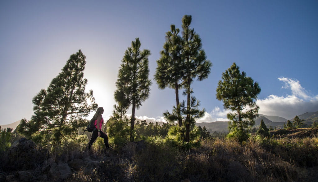 Person walking among trees on a trail in Tenerife at dawn.