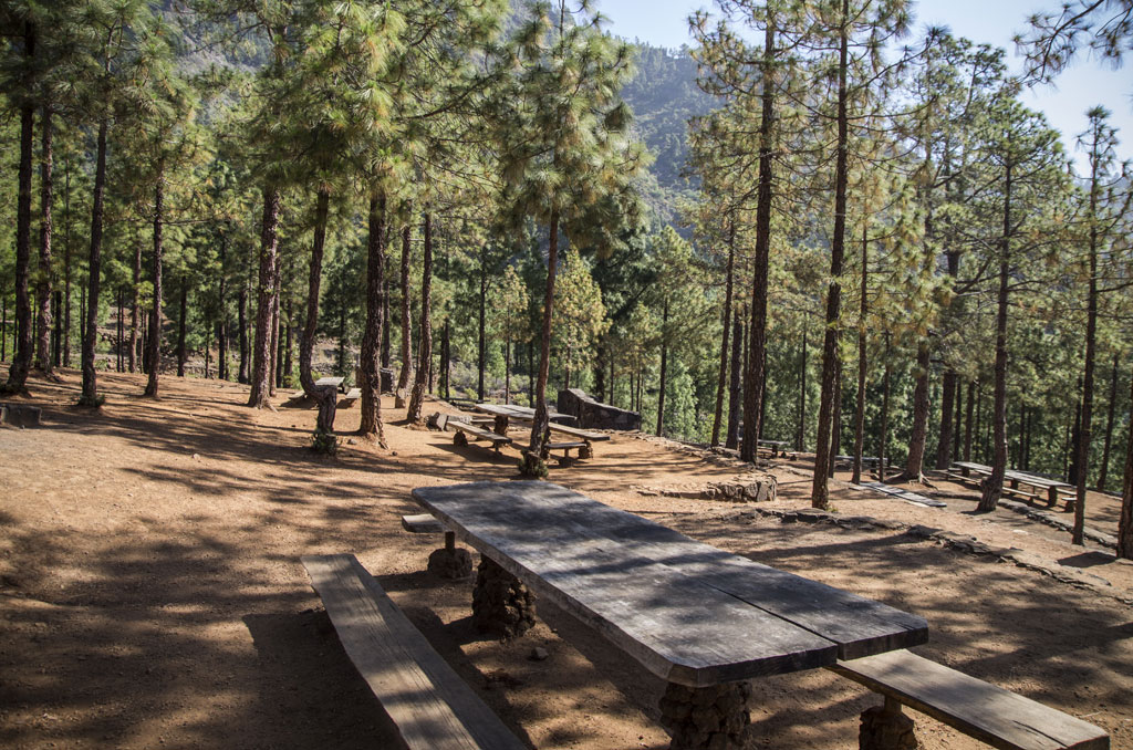 Picnic area with wooden tables among pine trees in a forest in Tenerife.