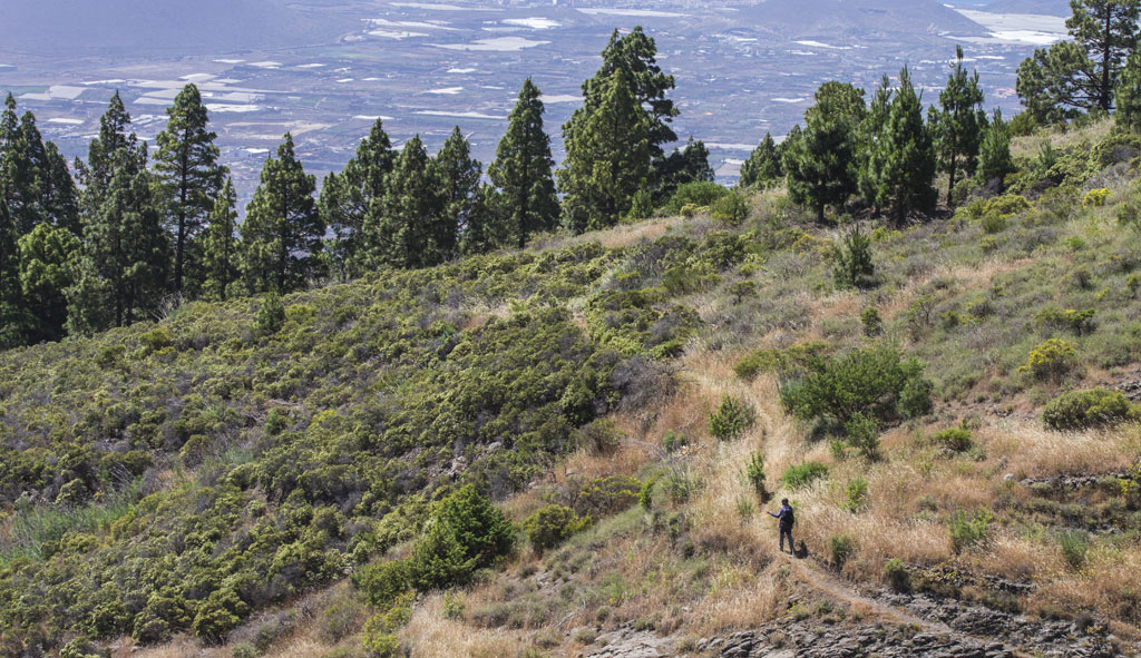 Trail on a green hillside with trees and a person walking, Tenerife.