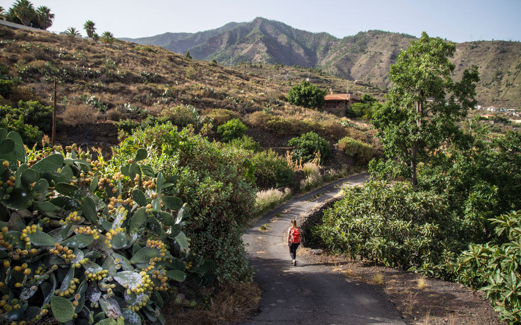 Trail in a mountainous landscape of Tenerife, bordered by cacti and vegetation.
