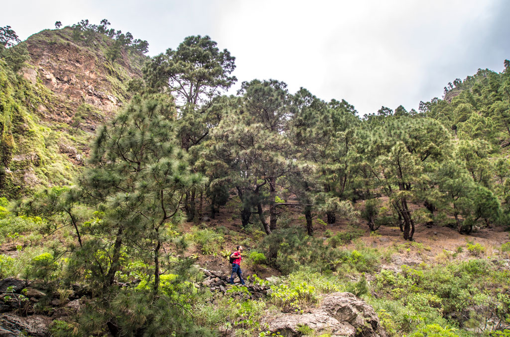 Mountain trail surrounded by pine trees in Tenerife.